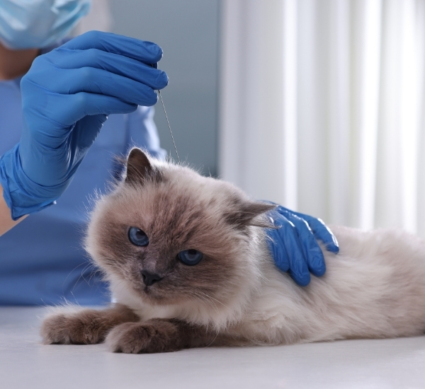 Veterinario per agopuntura animali a Cantú